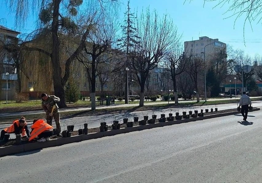 Светлый начали засаживать розами