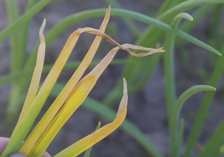 Почему лук желтеет: основные причины и решения