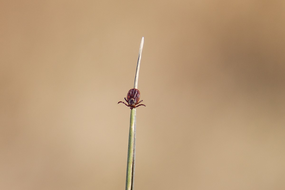 От клещей в Калининградской области пострадали уже 69 человек
