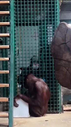 Орангутан Нона осваивает медицинский тренинг вместе с детёнышем