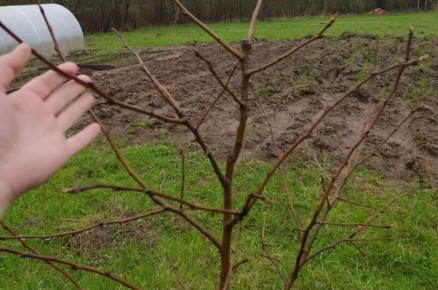 Как правильно формировать крону молодой яблони: советы по обрезке