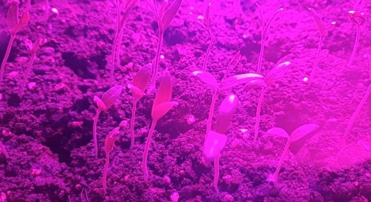 Экономия и эффективность: стоит ли использовать фитолампы для рассады?