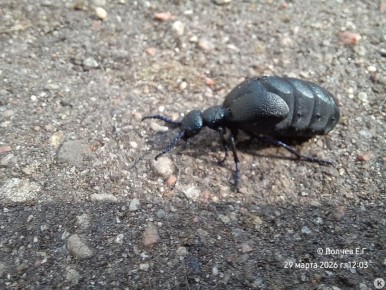 � ������������� ������� ���������������� ���� Meloe proscarabaeus L., �������� � ��������� ����������, ��������� ��� ����-�����