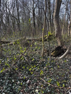 ���� ���-�� ������������ � �������������� �������