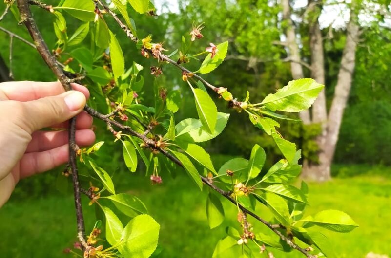 Как правильно подкормить вишню после цветения для успеха урожая