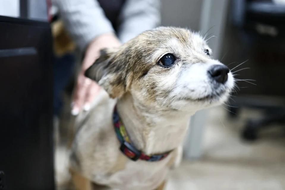 В редакции пополнение — плюс четыре лапы и хвостик В редакции пополнение — плюс четыре лапы и хвостик