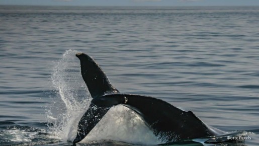 ������������ ���, ����� ������ ���������� ��������� � ����������� ���������� � ���, ����� "������� �����" � ������ � �� �� � �� �������