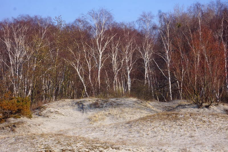 Эти 3 раздражителя заставят Калининградскую область чихать целыми днями