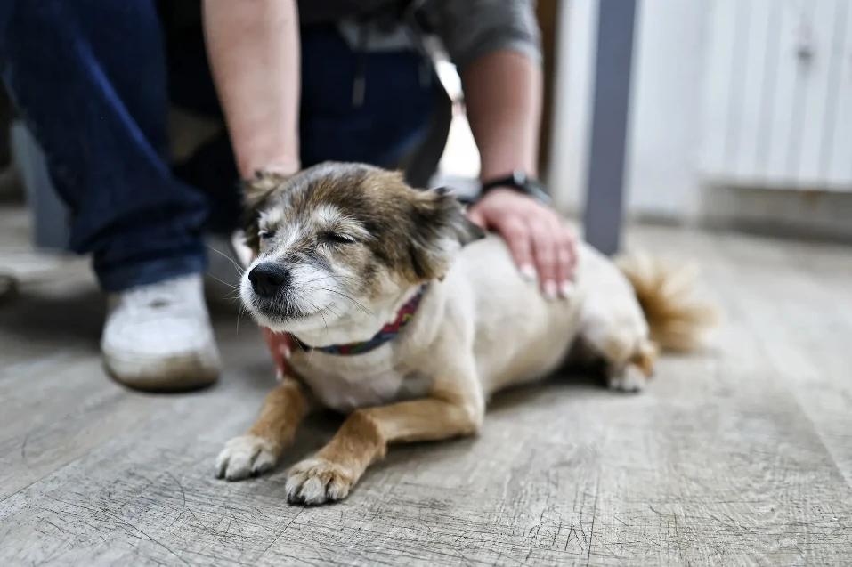 В редакции пополнение — плюс четыре лапы и хвостик В редакции пополнение — плюс четыре лапы и хвостик