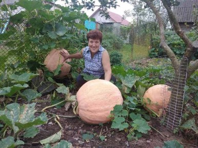 Великаны сада: удивительные рекорды местных огородников