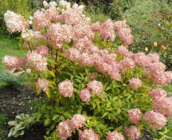 ��� ������� ����������� ���������: ���������� ����� ��� ������ ����