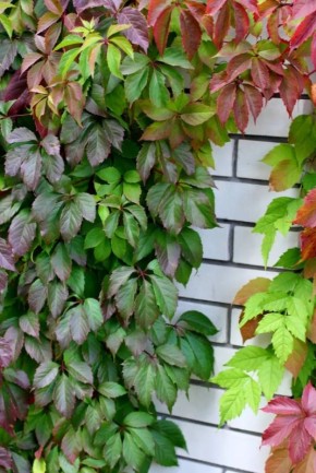 �������������� ����� ��� ������ ����: �������� ��������� ��������