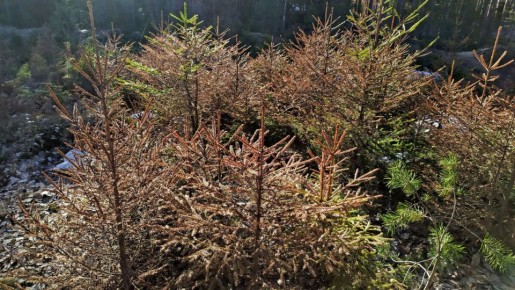 ����� ������� �����: ��� �������� ������� � 2021 ����