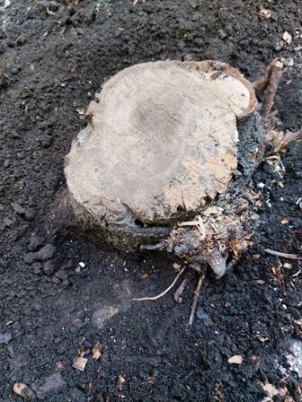 Как легко и безопасно избавиться от пня в саду