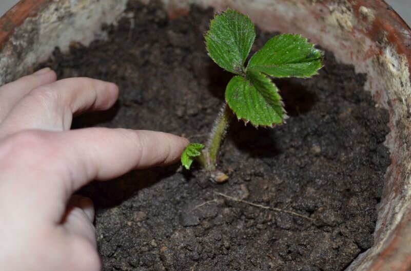 Клубника в горшках: Как вырастить сладкие ягоды дома