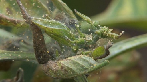 ��� �������� ��������� �������� �� �������� ���������� �����