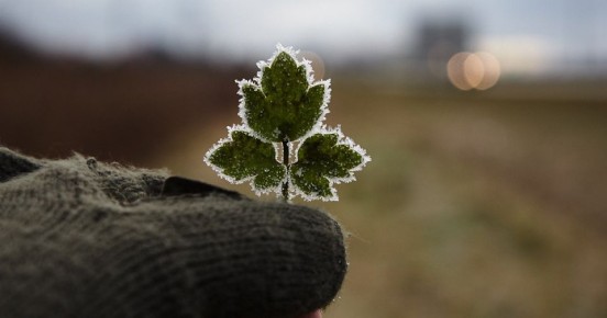 Заморозки, туман и дождь: какой будет погода в Калининградской области в пятницу