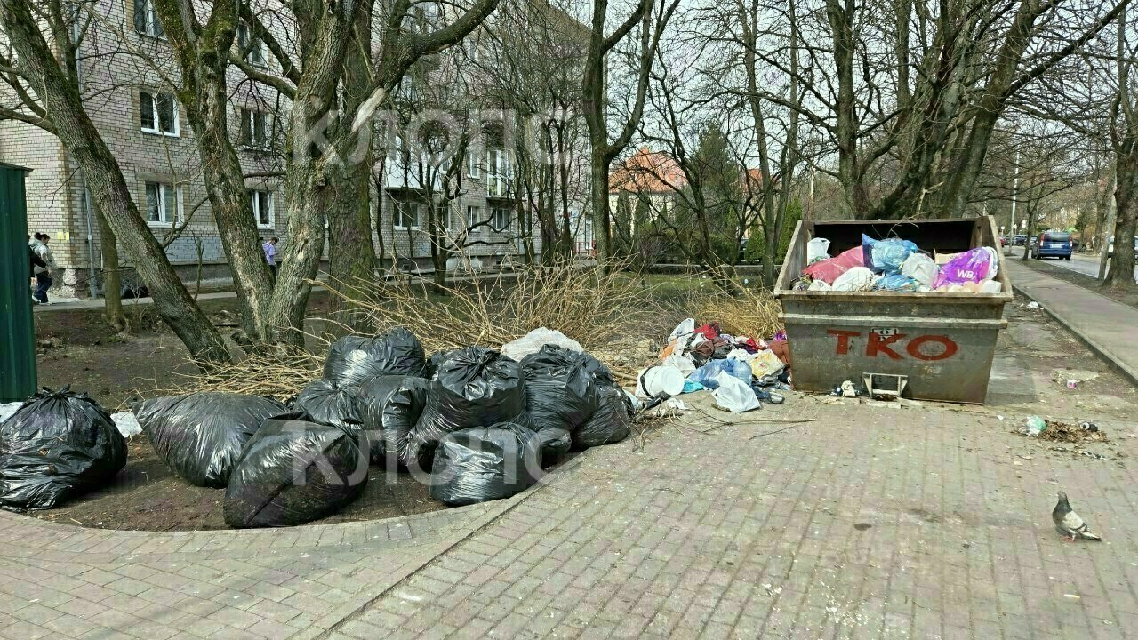 Крысы плодятся, и повсюду «красота»: 5 мест в Калининграде, где не хватает чистоты Крысы плодятся, и повсюду «красота»: 5 мест в Калининграде, где не хватает чистоты