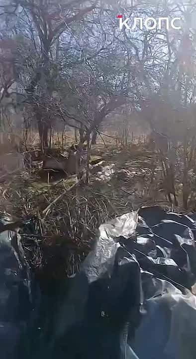 Крысы плодятся, и повсюду «красота»: 5 мест в Калининграде, где не хватает чистоты