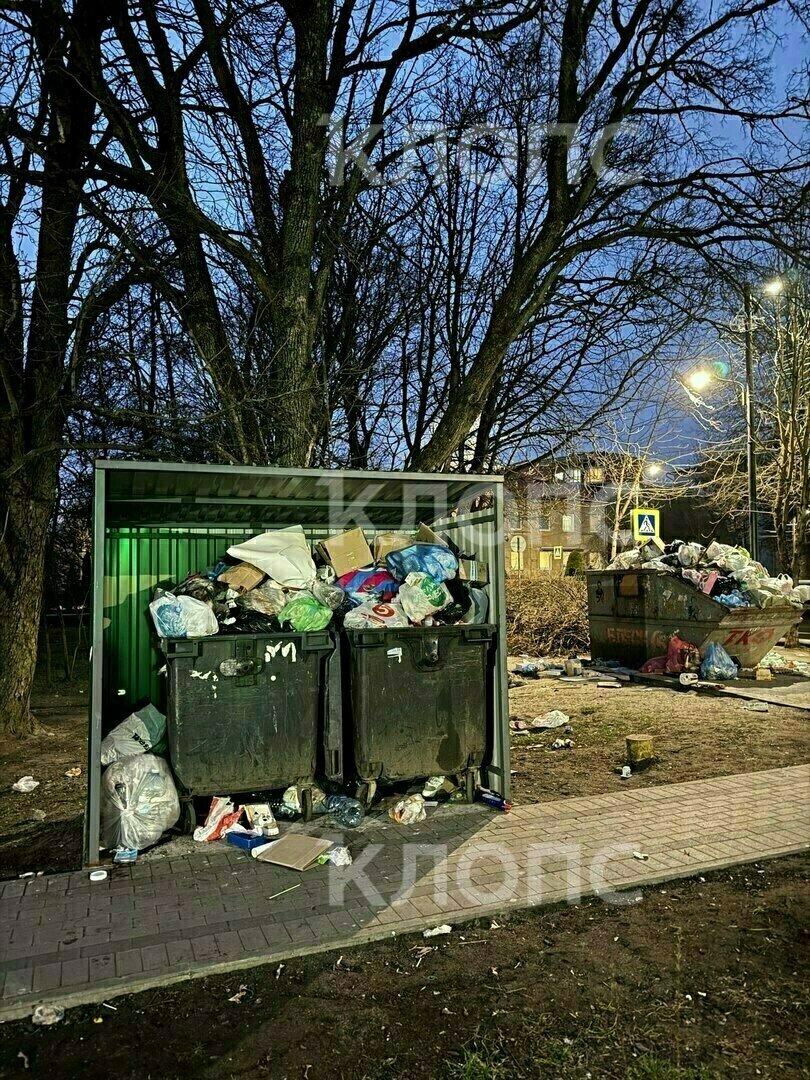 Крысы плодятся, и повсюду «красота»: 5 мест в Калининграде, где не хватает чистоты Крысы плодятся, и повсюду «красота»: 5 мест в Калининграде, где не хватает чистоты
