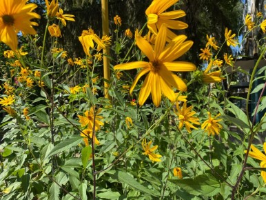 ����������: ������� ��������� ����������� � ����������� �������� ��������