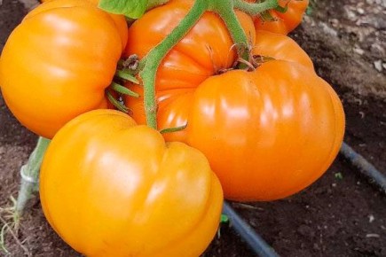 ��� ��������� ������ ����� ���������: ������� ������