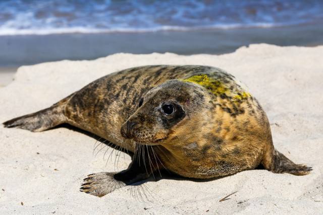 Такие задания нам по душе! Жителей Калининградской области приглашают принять участие в подсчёте тюленей