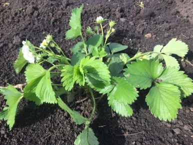 �������� ��������� ��������: ������� ��������� ���������