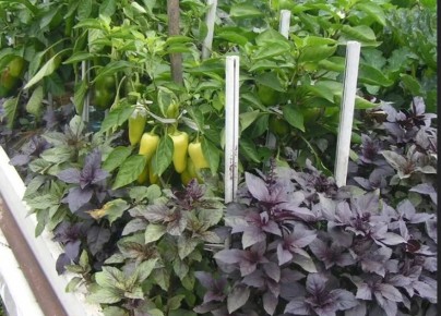 ���������� �����: ��� �������� ������ � ����������� ��������