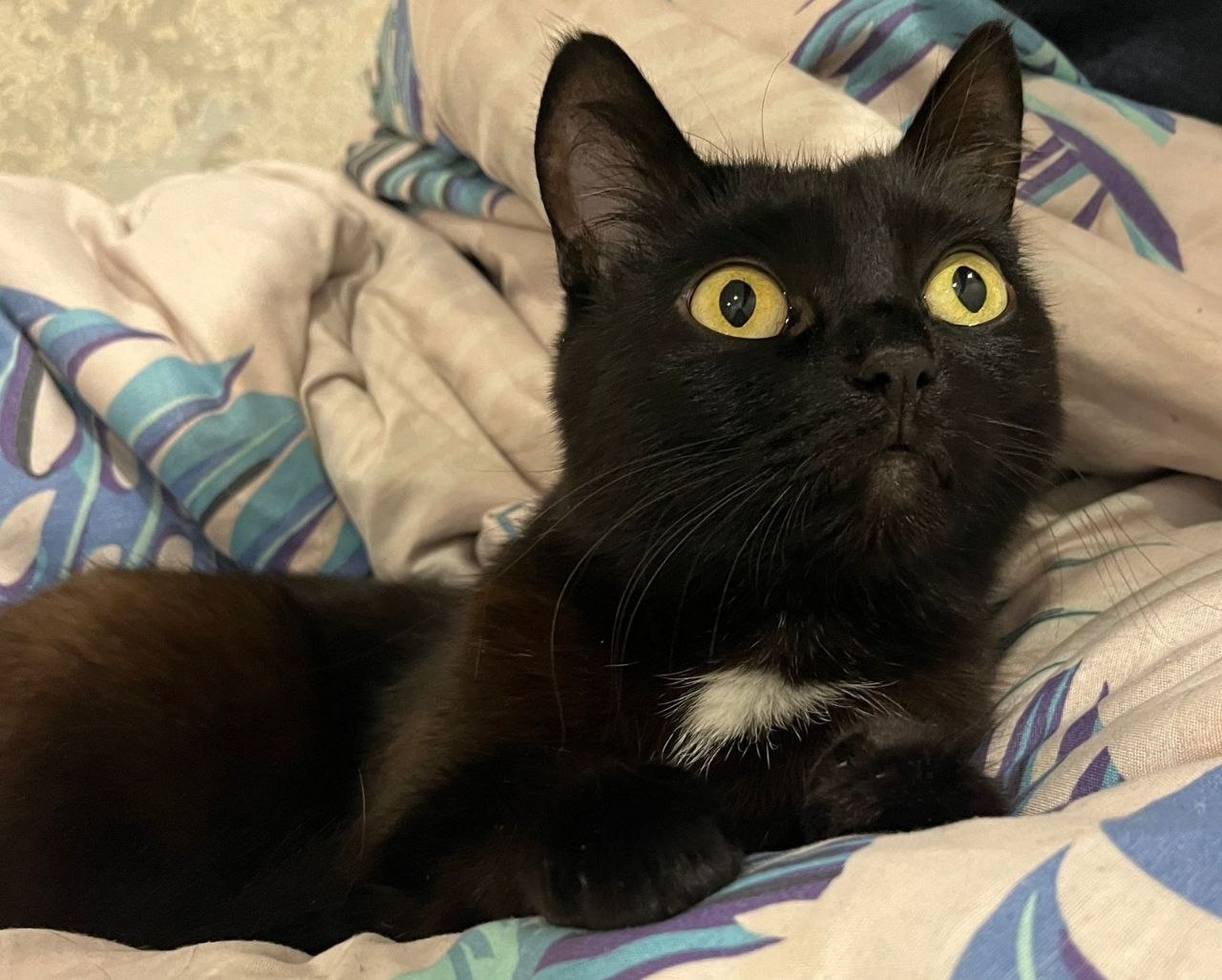 Помните нового сотрудника «Клопс» собачку Жулю? Помните нового сотрудника «Клопс» собачку Жулю?