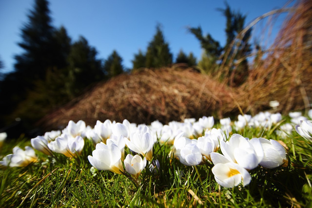 Солнце и +17, но только до обеда: прогноз погоды в Калининграде и области на 5 апреля