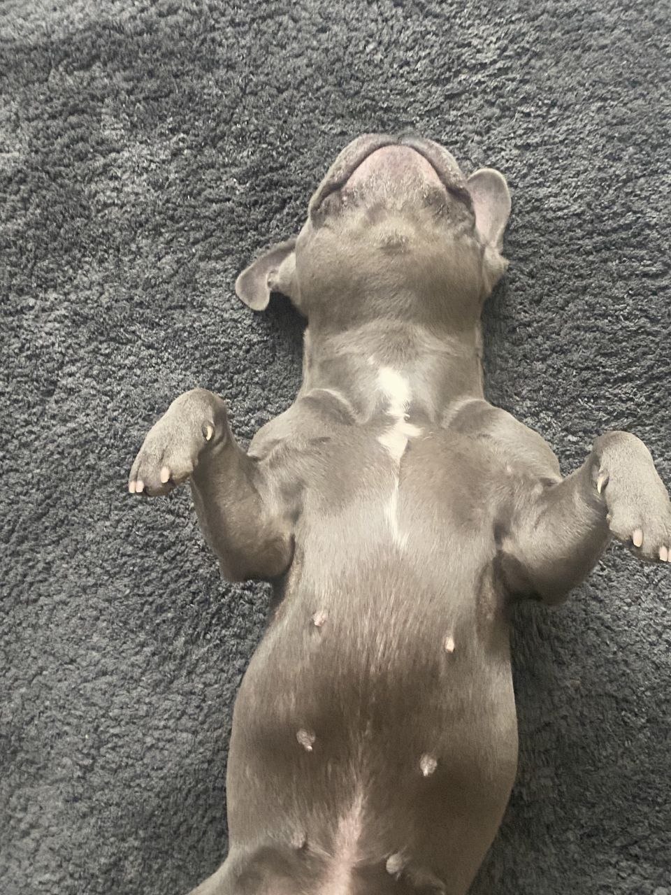 Помните нового сотрудника «Клопс» собачку Жулю? Помните нового сотрудника «Клопс» собачку Жулю?