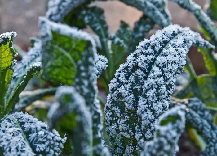 Как защитить ваши растения от зимнего холода: топ-5 советов