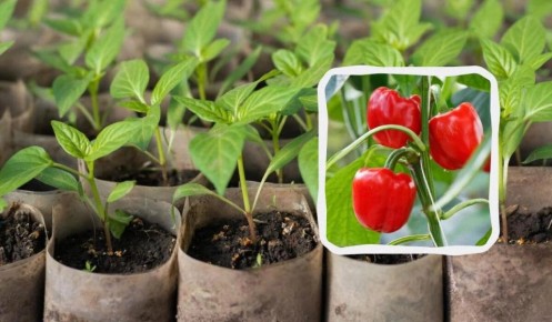 Перцы на рассаду: когда и как посадить, чтобы получить богатый урожай