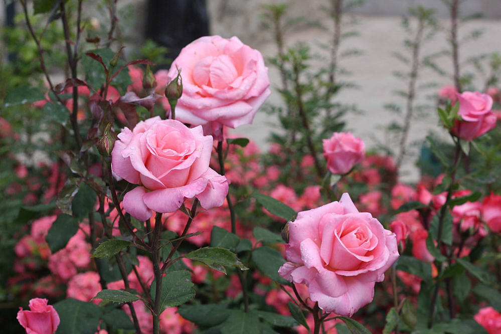 Как ухаживать за розами после цветения: три главных совета для вашего цветника