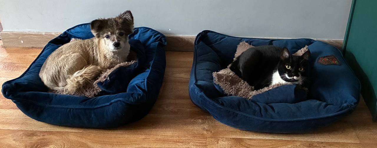 Помните нового сотрудника «Клопс» собачку Жулю?