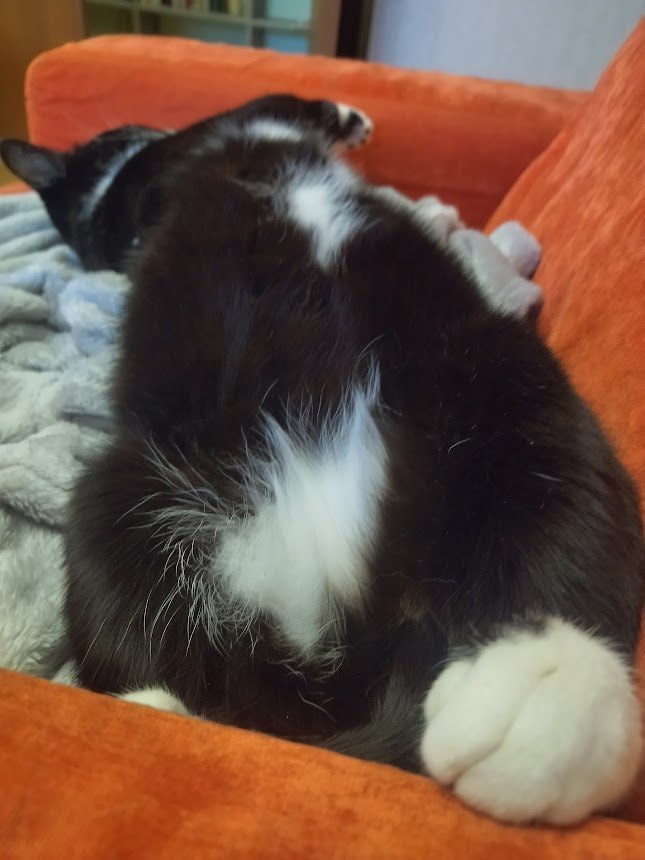 Помните нового сотрудника «Клопс» собачку Жулю? Помните нового сотрудника «Клопс» собачку Жулю?