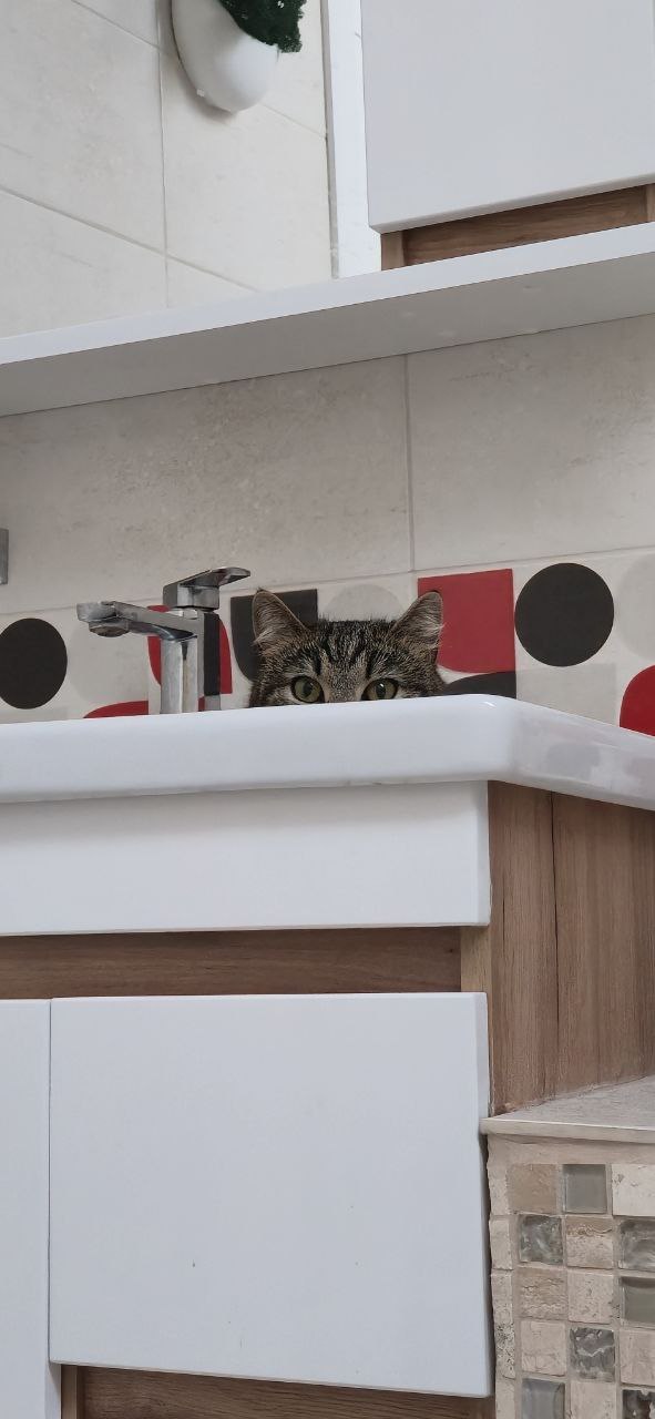 Помните нового сотрудника «Клопс» собачку Жулю? Помните нового сотрудника «Клопс» собачку Жулю?