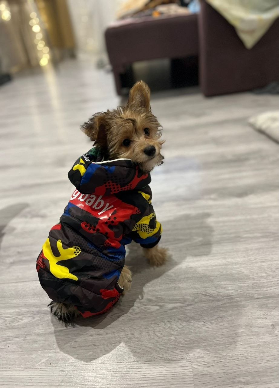 Помните нового сотрудника «Клопс» собачку Жулю? Помните нового сотрудника «Клопс» собачку Жулю?