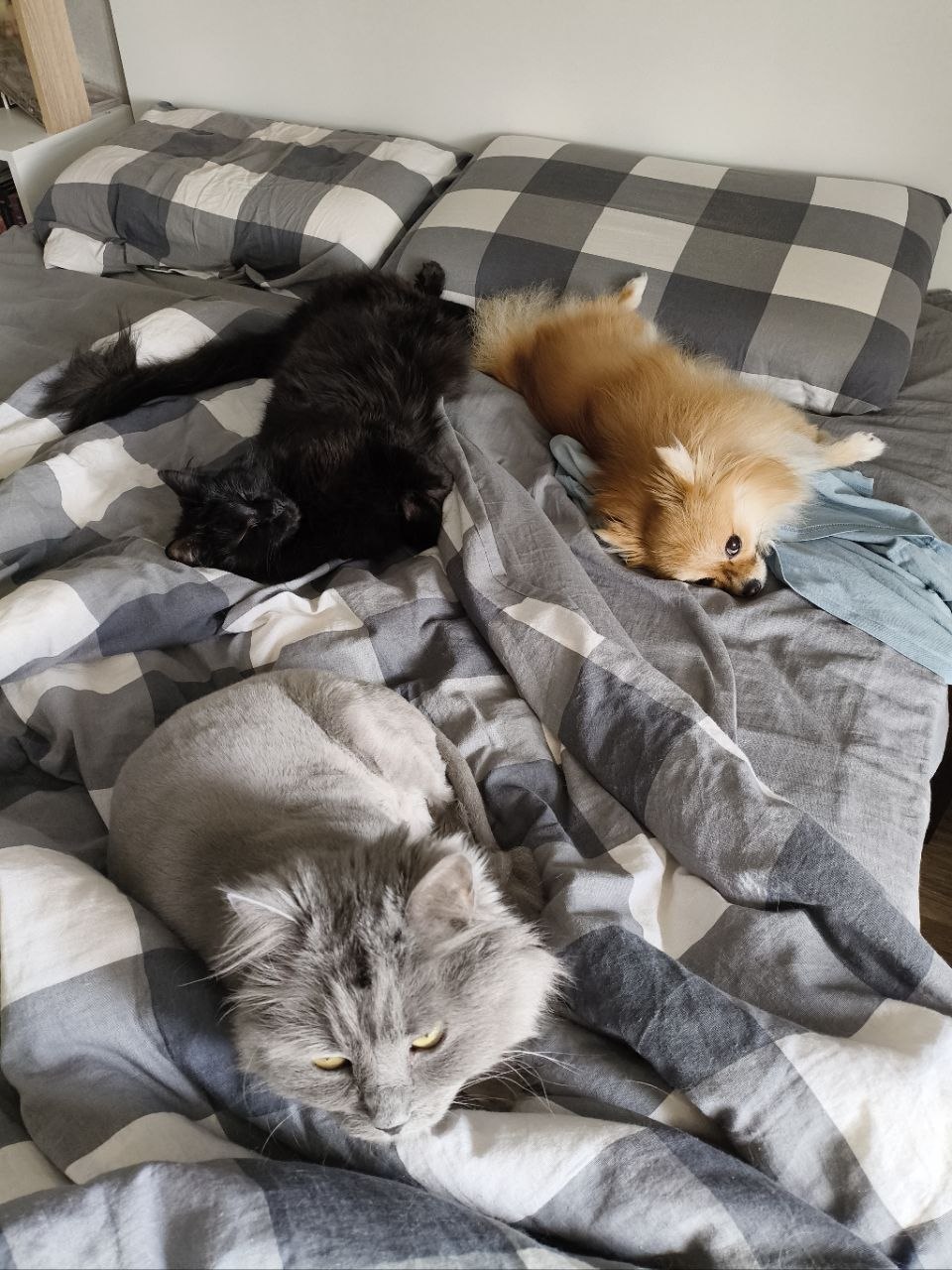 Помните нового сотрудника «Клопс» собачку Жулю? Помните нового сотрудника «Клопс» собачку Жулю?