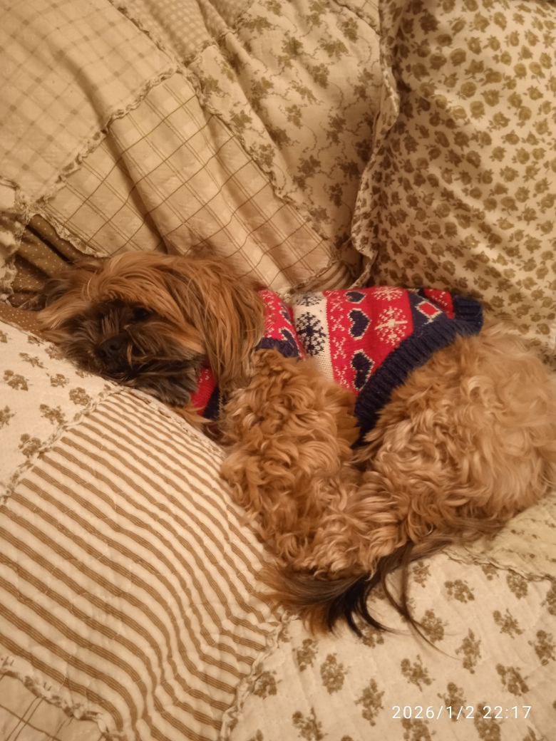 Помните нового сотрудника «Клопс» собачку Жулю? Помните нового сотрудника «Клопс» собачку Жулю?