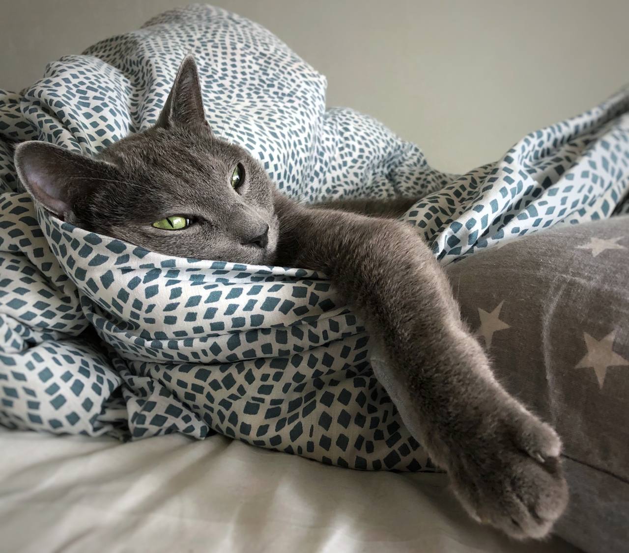 Помните нового сотрудника «Клопс» собачку Жулю? Помните нового сотрудника «Клопс» собачку Жулю?