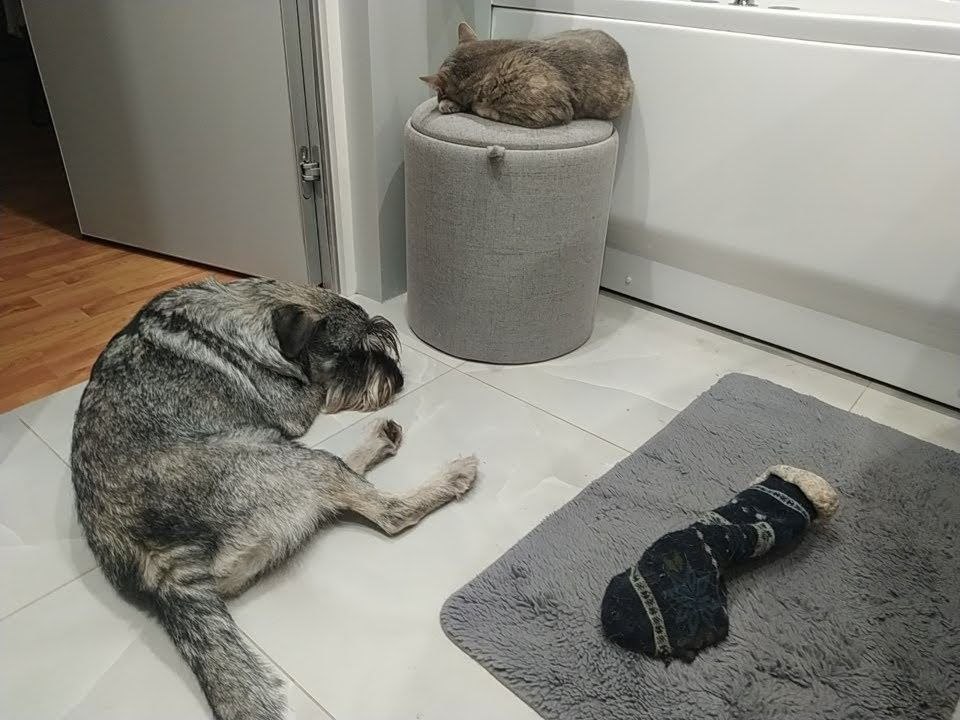 Помните нового сотрудника «Клопс» собачку Жулю? Помните нового сотрудника «Клопс» собачку Жулю?