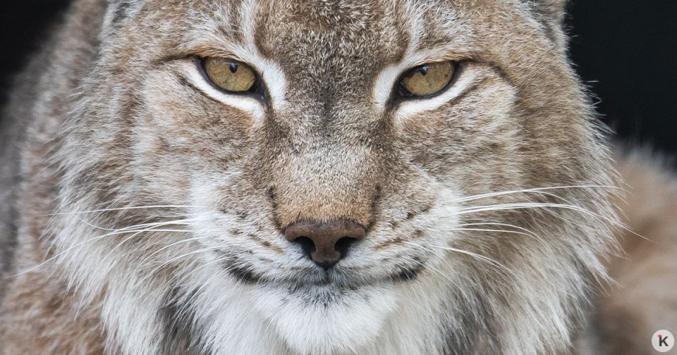 �� �������� ��������� ����������� �� ����������� ������ � �����