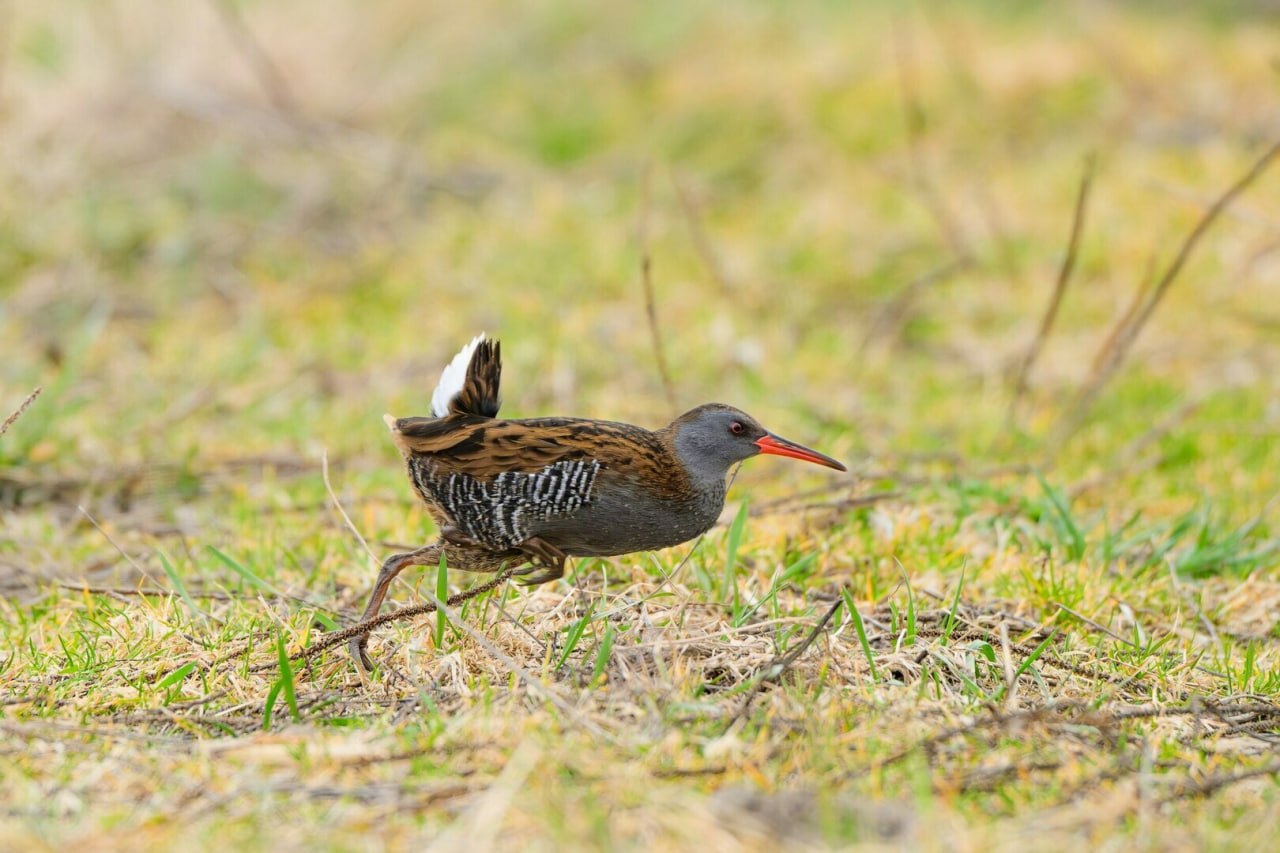 В Светловском округе заметили редкую и красивую птичку — водяного пастушка В Светловском округе заметили редкую и красивую птичку — водяного пастушка