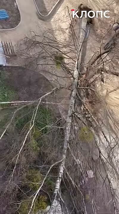 Сильный ветер в Калининградской области повалил деревья и повредил здания