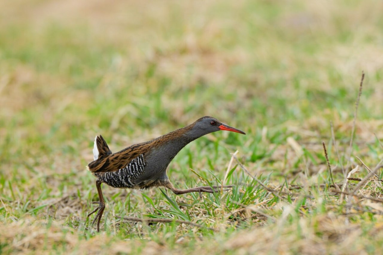 В Светловском округе заметили редкую и красивую птичку — водяного пастушка