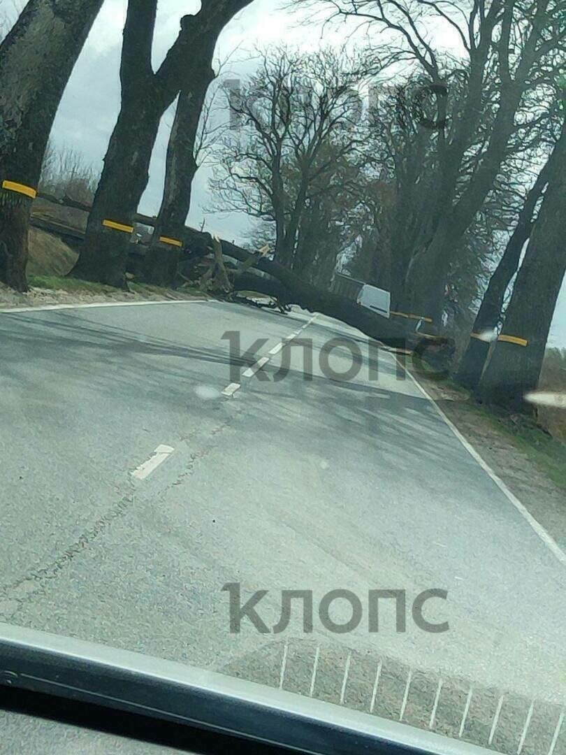 Сильный ветер в Калининградской области повалил деревья и повредил здания Сильный ветер в Калининградской области повалил деревья и повредил здания