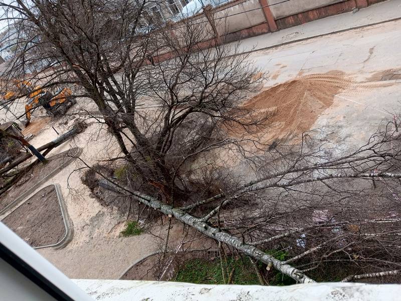 На ремонтируемой улице Галицкого в Калининграде дерево выбило окно в доме На ремонтируемой улице Галицкого в Калининграде дерево выбило окно в доме