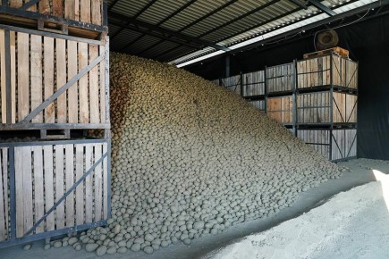 Агрокомпания из Гвардейска оставила на полях 3,3 тыс